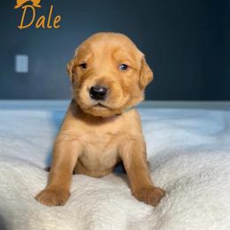 Dale - Golden male Golden Retriever puppy in Simpsonville, South Carolina from Upstate Revival Retrievers