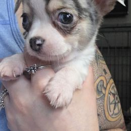Dale (2000) - Blue merle male Chihuahua puppy in Tomball, Texas from Katie's Krew