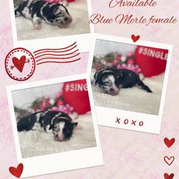 Santee - Blue merle female Australian Shepherd puppy in Pamplico, South Carolina from Greywood Farm Aussies