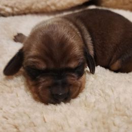 Autumn - Red female Dachshund puppy in Anaconda, Montana from Williams Family Dachshunds