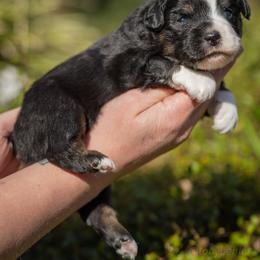 Poppy - Black tri female Miniature Australian Shepherd puppy in Grants Pass, Oregon from Woodwind Miniatures