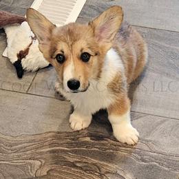 Pop - Sable male Pembroke Welsh Corgi puppy in Kiowa, Colorado from Cool Water Corgis LLC