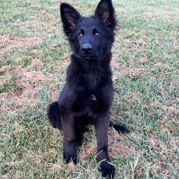 Zosia - German Shepherd