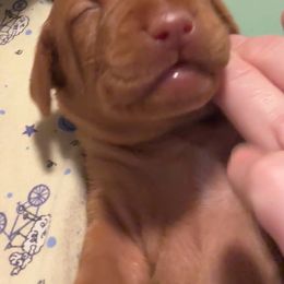 Girl 5 - Vizsla puppy in Taylors, South Carolina from Venturous Vizslas