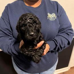 Valentino - Black male Goldendoodle puppy in Simpsonville, South Carolina from D & D Golden Doodles, LLC