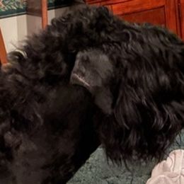 Black Russian Terriers from Denise's Black Russian Terriers