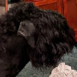 Black Russian Terriers from Denise's Black Russian Terriers