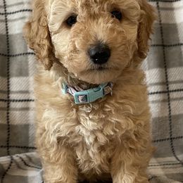 Goldendoodle and Poodle Puppies from Duffey’s IncrediDoodles