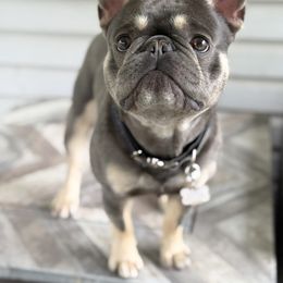 Roman - French Bulldog