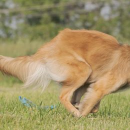 Belgian Tervuren from Rachel's Tervurens