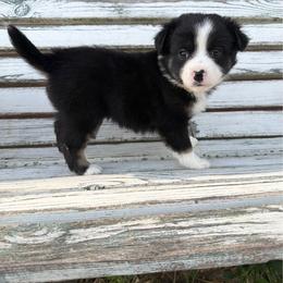 Shamrock - Black tri male Toy Australian Shepherd puppy in Licking, Missouri from Burnett Aussies