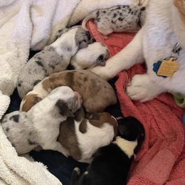 American Corgi puppies from Ace High Corgis