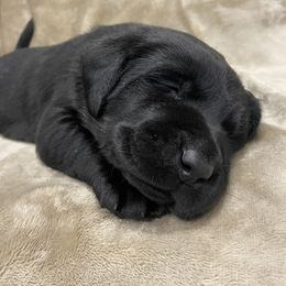 Labrador Retriever Puppies from Retrieving Labradors