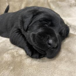 Labrador Retriever Puppies from Retrieving Labradors