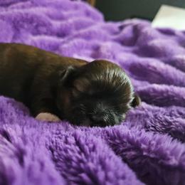 Girl 1 - Brindle female Shih Tzu puppy in Little Falls, Minnesota from Tough Shih