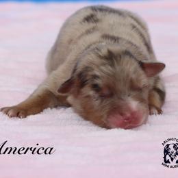 America - Red merle female Miniature Australian Shepherd puppy in Weeki Wachee, Florida from Arlington's Mini Aussies