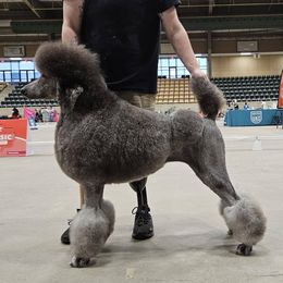 Misty - Poodle