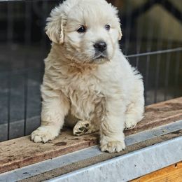 Golden Retriever Puppies from Hoekema Homestead Goldens