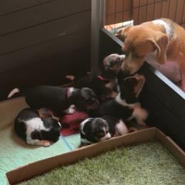 Beagle puppies from The Beagle Corner