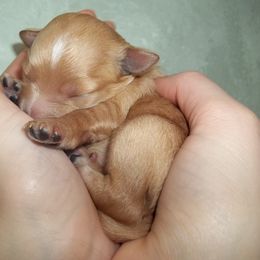Goldendoodle Puppies from Northwoods Goldendoodles