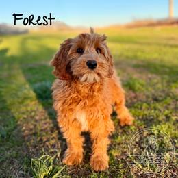 Forest - Caramel male Australian Labradoodle puppy in Hartshorne, Oklahoma from Jena Edmond