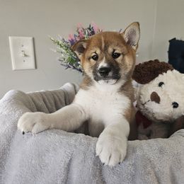 Shiba Inu Puppies from Shiba Shenanigans