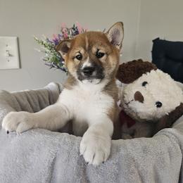 Shiba Inu Puppies from Shiba Shenanigans