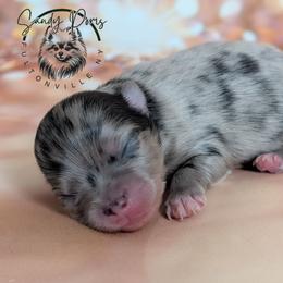 Boy 1 - Blue merle male Pomeranian puppy in Fultonville, New York from Sandy Aussies & Pomeranians
