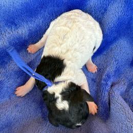 Navy collar - Black male Poodle puppy in Huntsville, Alabama from Flint River Poodles