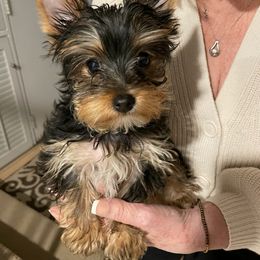 Prince - Yorkshire Terrier