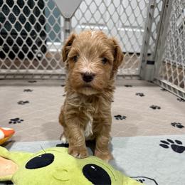 Dark Red male - Wheaten male Miniature Schnauzer puppy in Forest, Virginia from Prestige Kennel LLC