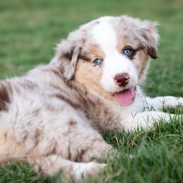 Aim - Red merle female Miniature American Shepherd puppy in Groesbeck, Texas from Epic Miniature American Shepherds