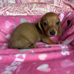 Brandon - Sable male Dachshund puppy in Lake City, Florida from My Ditzy Doxies of Florida