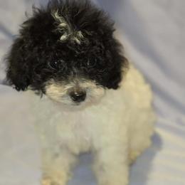 Boy 1 - Parti male Poodle puppy in North Augusta, South Carolina from Tiny Paws Luxury Pets