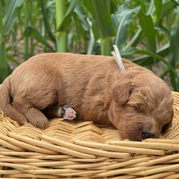 Gray - Red  female Goldendoodle puppy in Hesperia, Michigan from Red Acres Poodles & Doodles