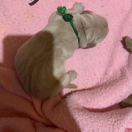 Golden Retriever Puppies from St. Paul Goldens