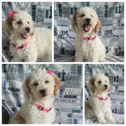 Girl 1 - Parti female Goldendoodle puppy in Plymouth, Utah from Country Sunshine