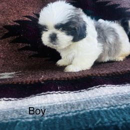 Boy 3 - Tricolor male Shih Tzu puppy in Carthage, Missouri from Vonny Shit Tzu