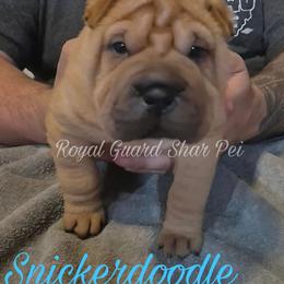Snickerdoodle - Fawn male Chinese Shar-Pei puppy in Columbus, Indiana from Royal Guard Shar Pei