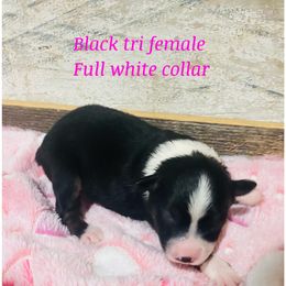 Girl 3 - Miniature Australian Shepherd puppy in Paris, Texas from Kuttin’ Up Mini Aussies