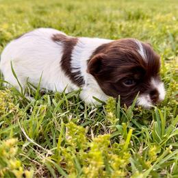 Red puppy - Chocolate, tan and white female Yorkshire Terrier puppy in Dallas, North Carolina from Yorkie Fever