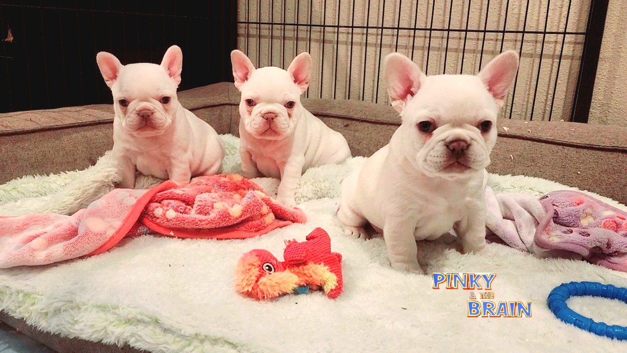 French Bulldogs from Frenchies of WesCo, LLC