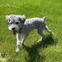 Teddy - Miniature Schnauzer