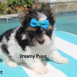 AKC Lancelot  Itty Bitty - Black tan and white male Biewer Terrier puppy in Kennesaw, Georgia from Dreamy Pups