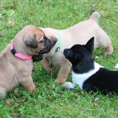 Boerboel Puppies from Northland Boerboels
