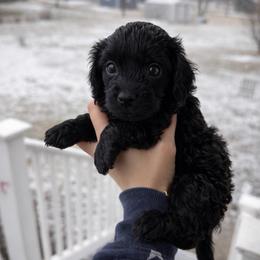 Ranger - Black male Cavapoo puppy in Battle Lake, Minnesota from Panda Puppies