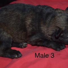 German Shepherd Puppies from Kraften K9
