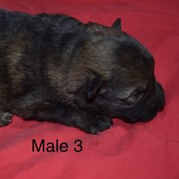 German Shepherd Puppies from Kraften K9