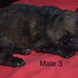 German Shepherd Puppies from Kraften K9