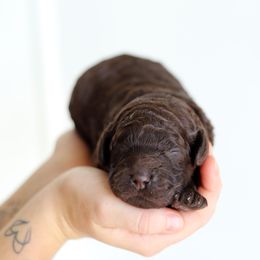 Purple - Chocolate female Australian Labradoodle puppy in Williamstown, New York from Lewis Manor Labradoodles